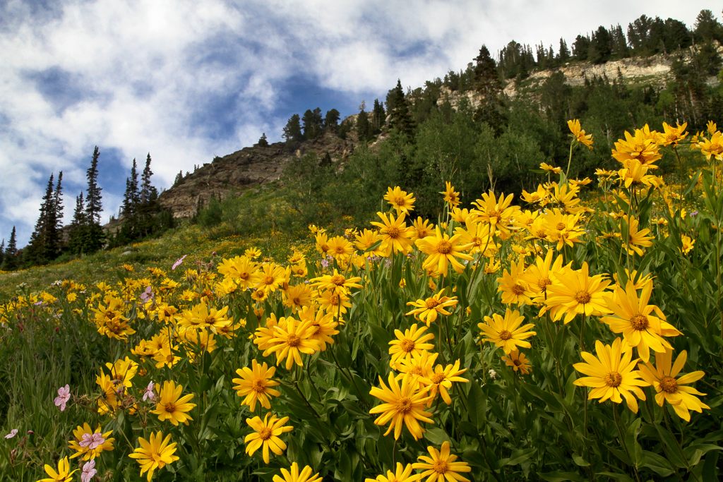 Mountain Wildflowers